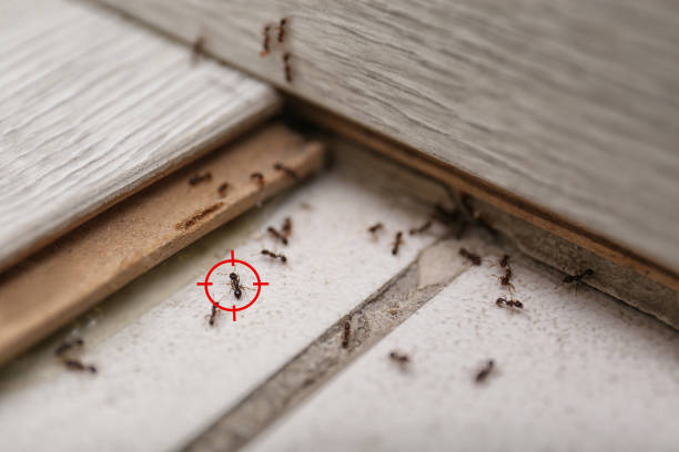Best Rodent Control Near Me  in Monterey, CA