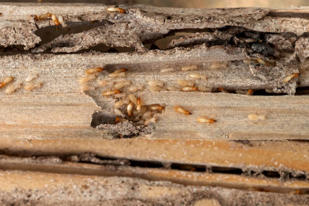 Best Pest Prevention Services  in Monterey, CA